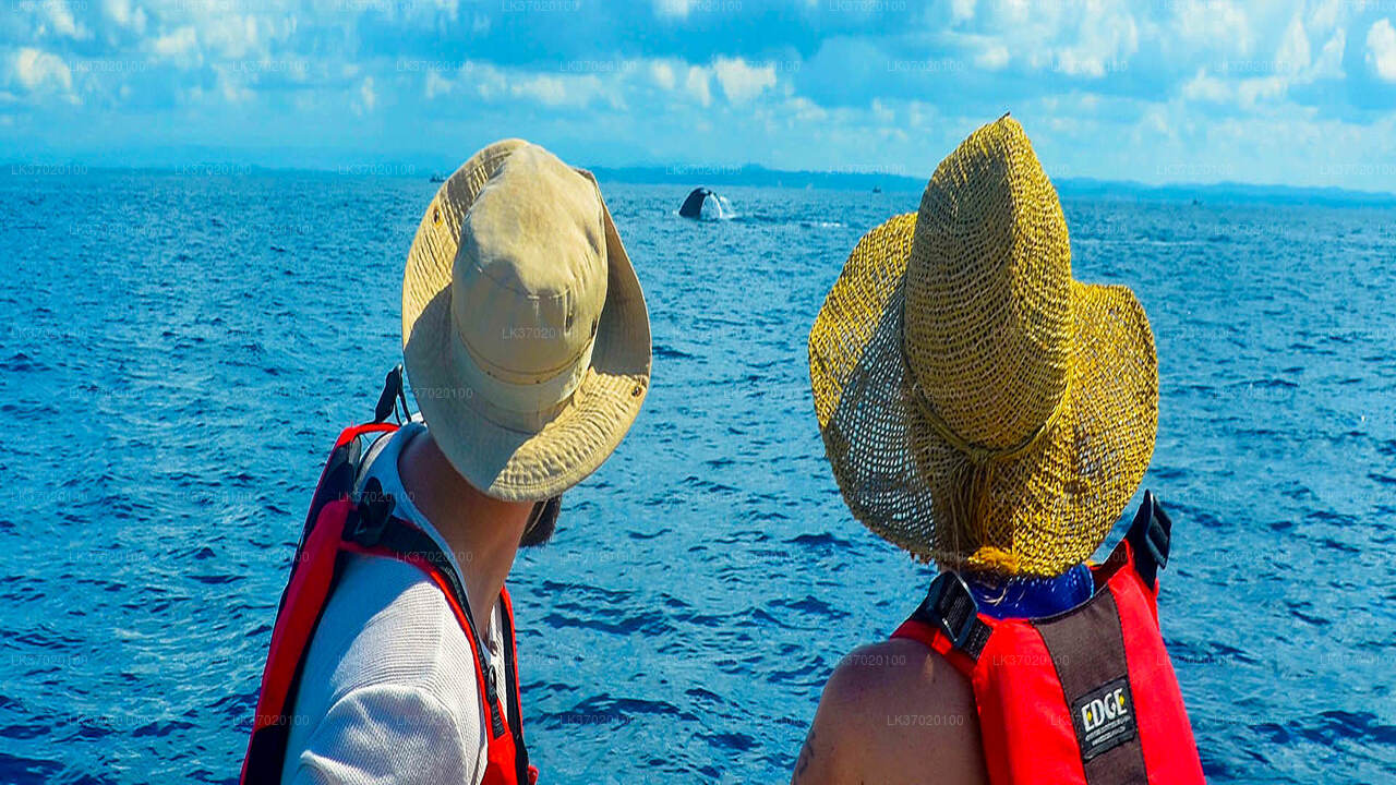 Whale Watching from Ahungalla on Shared Boat