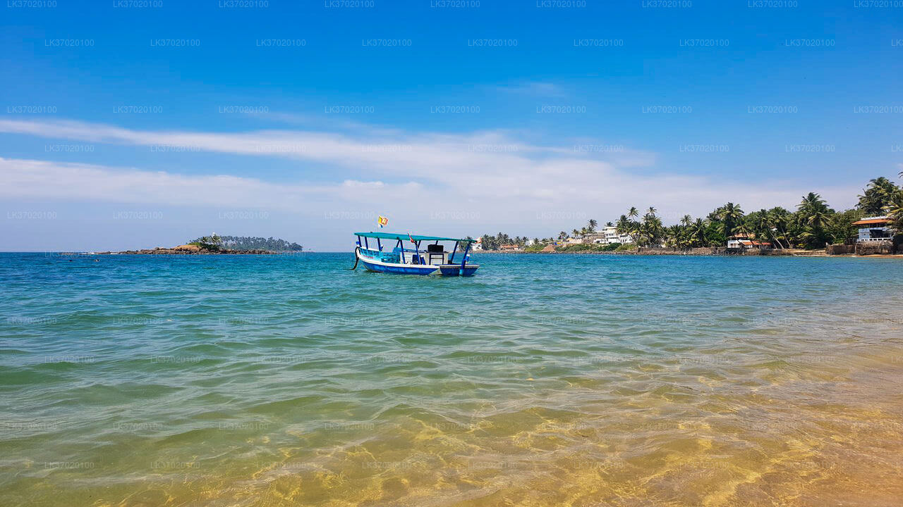 Whale Watching from Ahungalla on Shared Boat