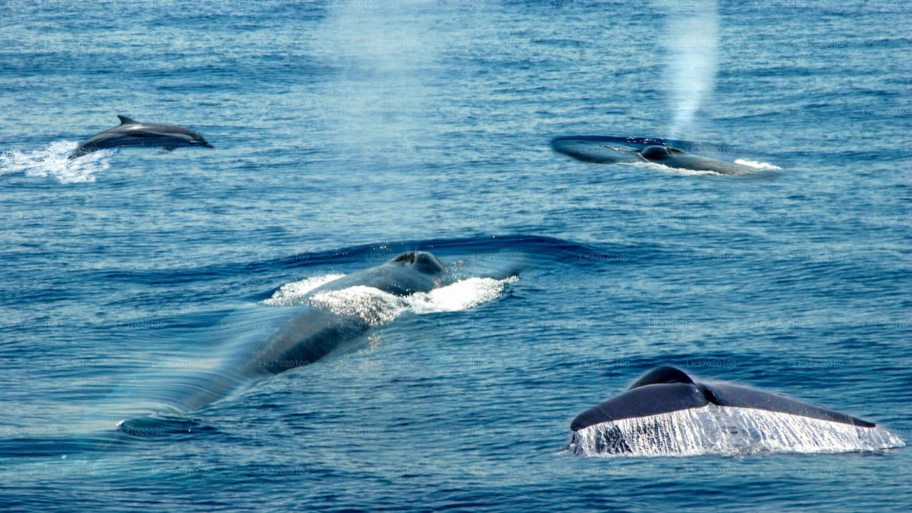 Whale Watching from Ahungalla on Shared Boat