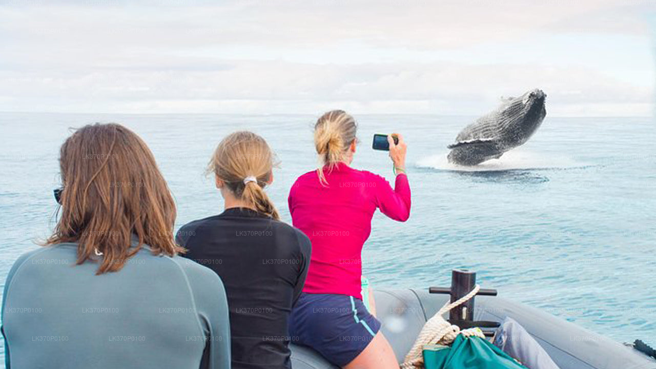 Whale Watching from Hiriketiya on Shared Boat