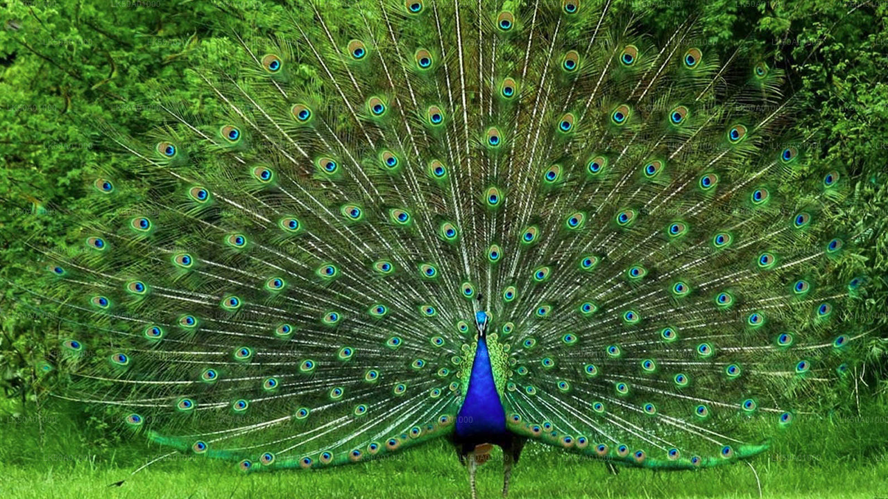 Udawalawe nationalpark Privat Safari