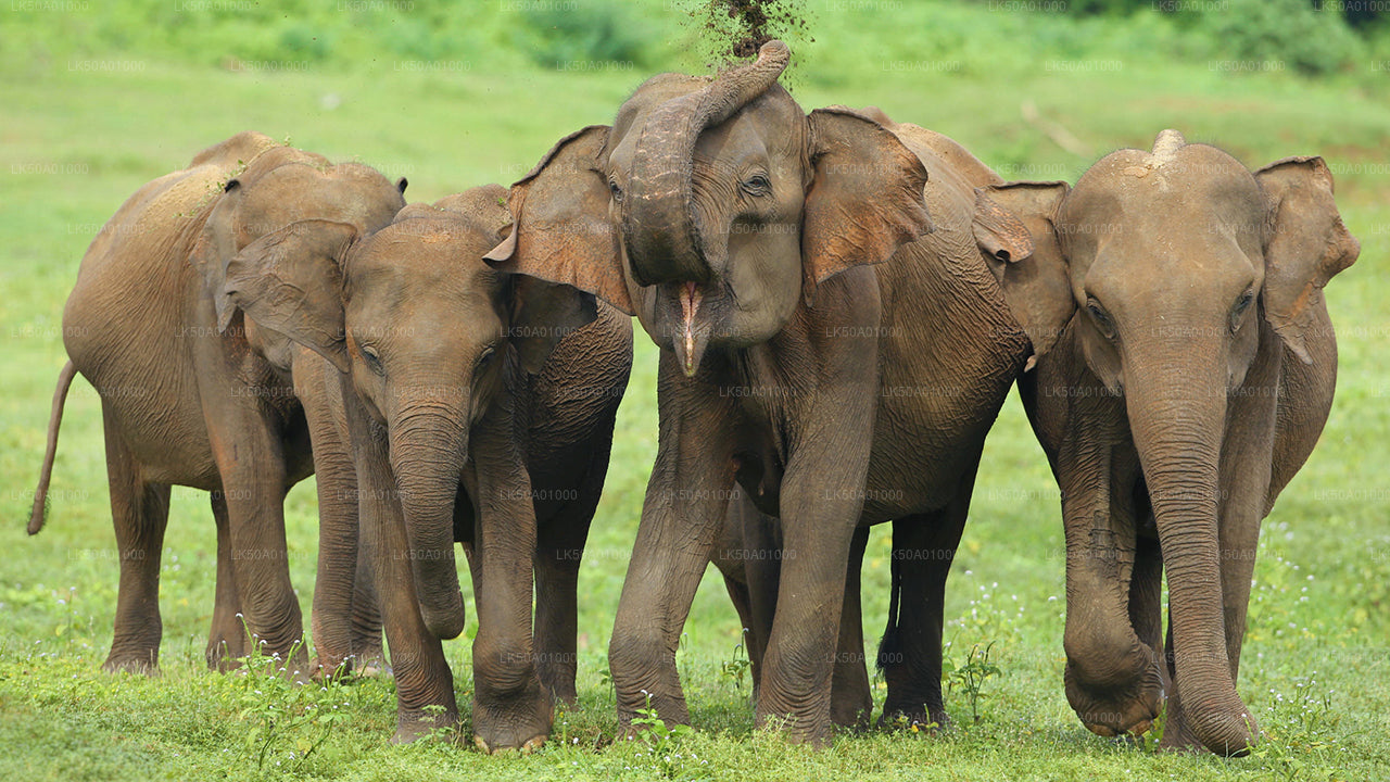 Udawalawe nationalpark Privat Safari