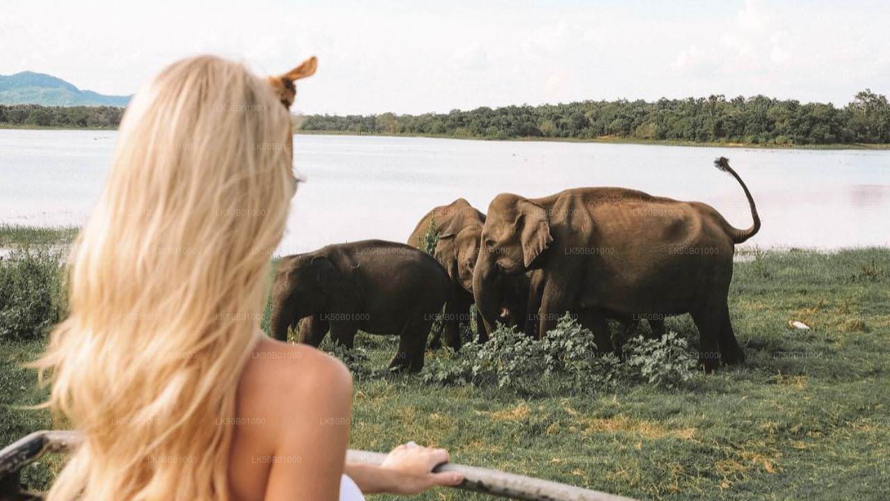 A person watching a group of elephants in the Minneriya National Park.