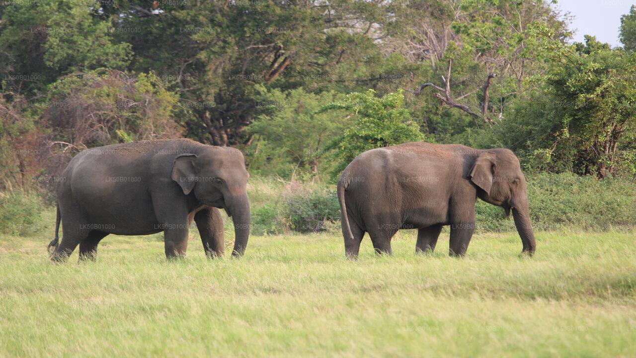 Minneriya Nationalpark Privat Safari