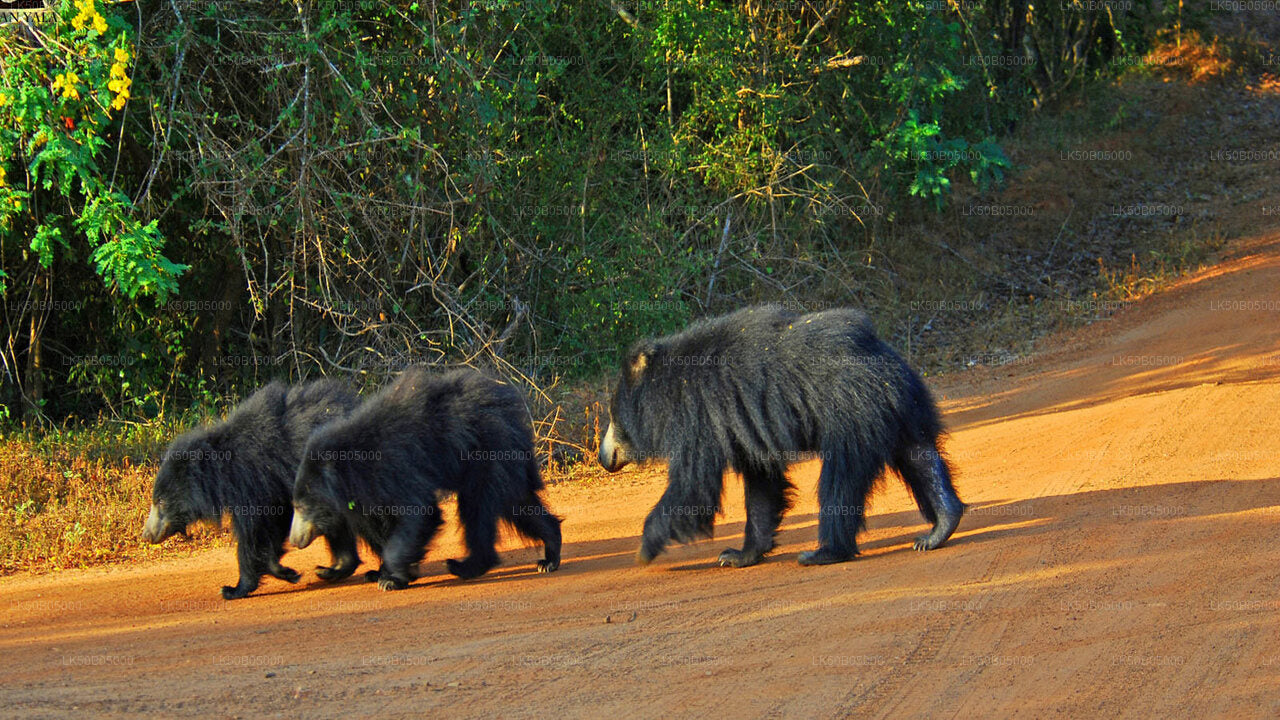 Minneriya National Park Privat Safari från Sigiriya