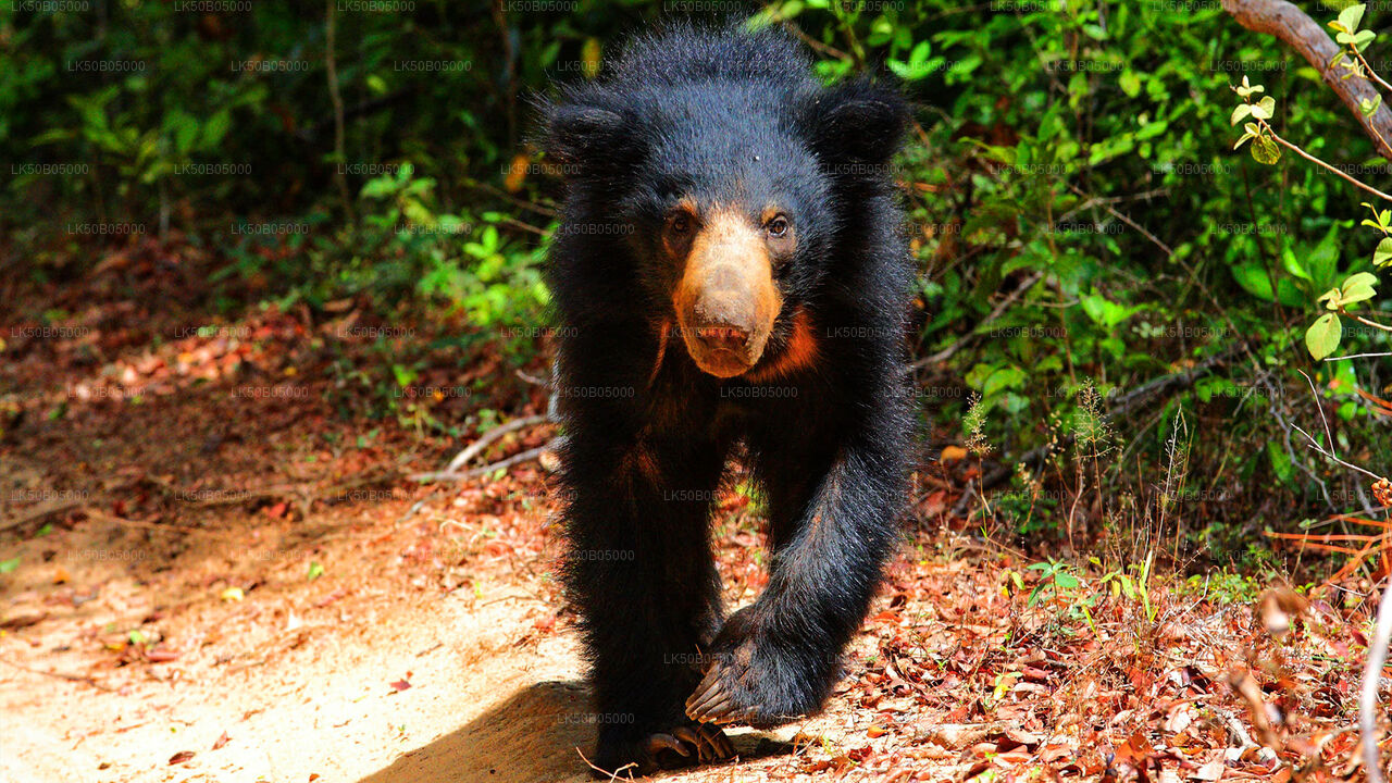 Minneriya National Park Privat Safari från Sigiriya