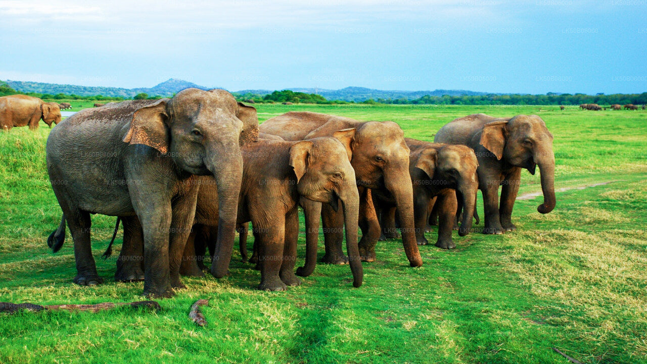 Minneriya nationalpark privat safari från Dambulla