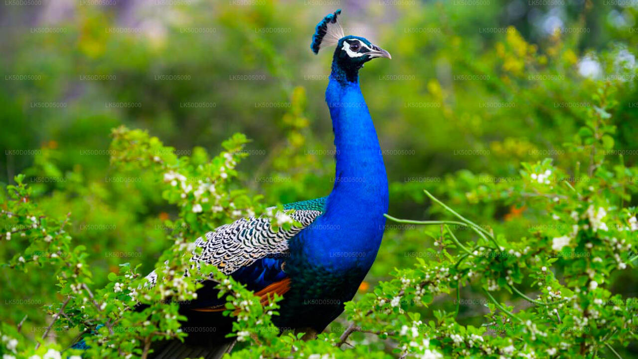 Kaudulla National Park Privat Safari från Sigiriya
