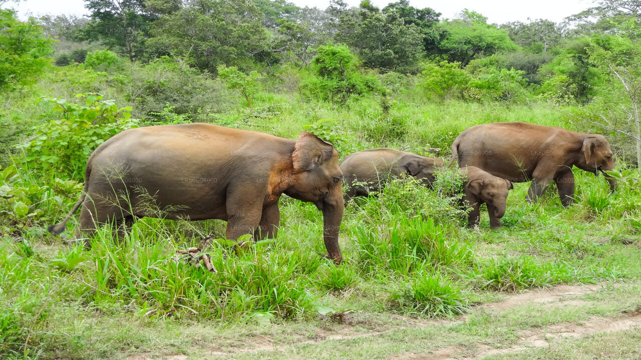 Minneriya nationalpark privat safari från Dambulla