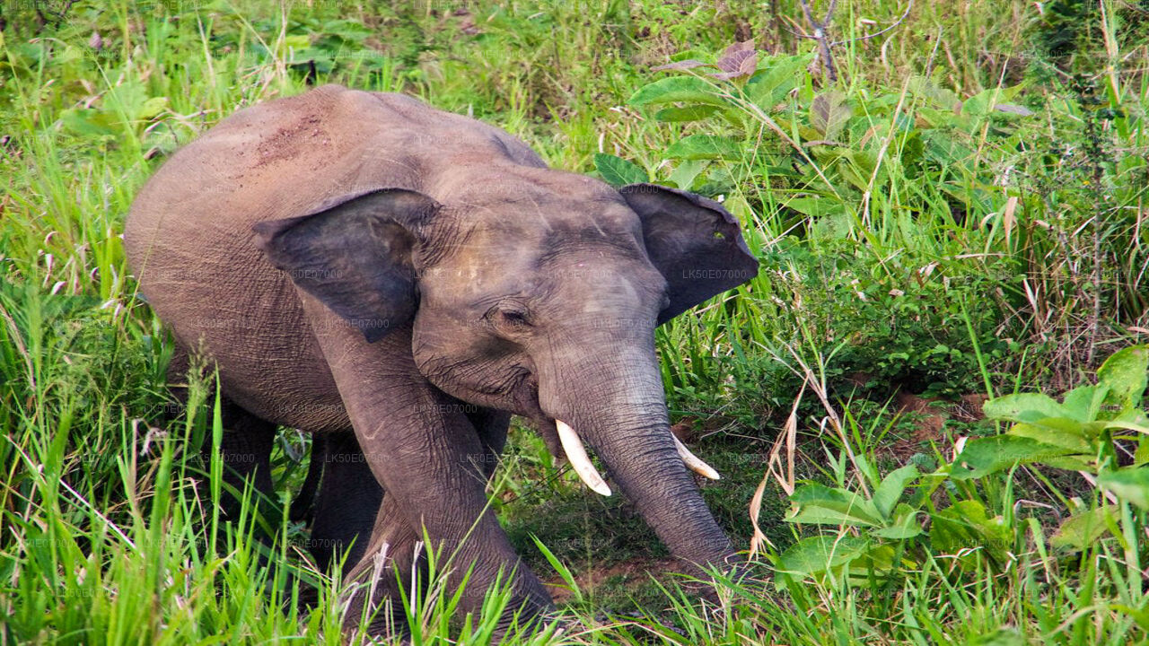 Hurulu Eco Park Safari From Polonnaruwa