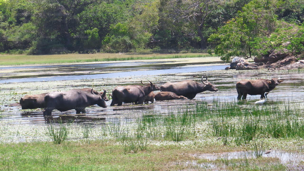Kumana National Park Private Safari from Pottuvil