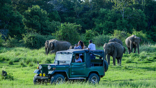 Bundala nationalpark Privat Safari