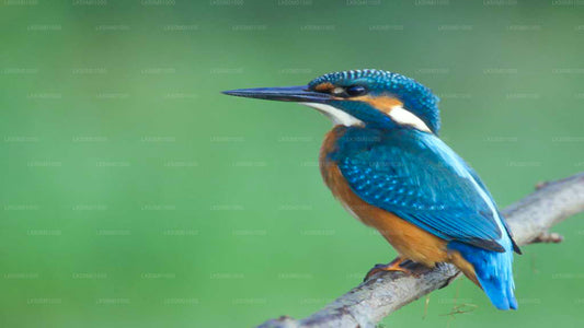 Lahugala Kitulana National Park Privat Safari