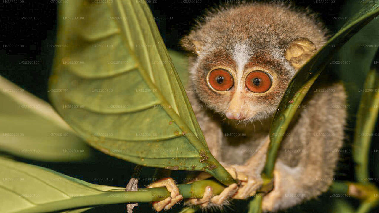 Close-up of a slender loris with large round eyes clinging to green leaves at night