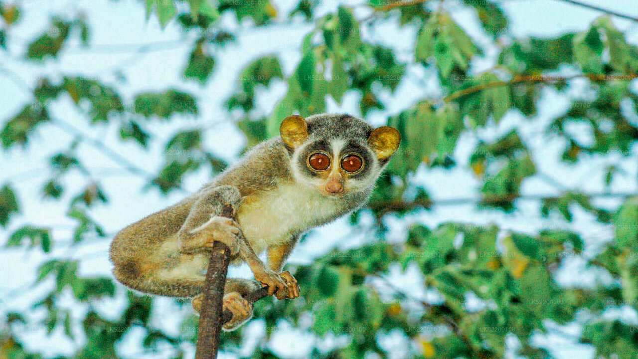 Loris tittar på från Sigiriya
