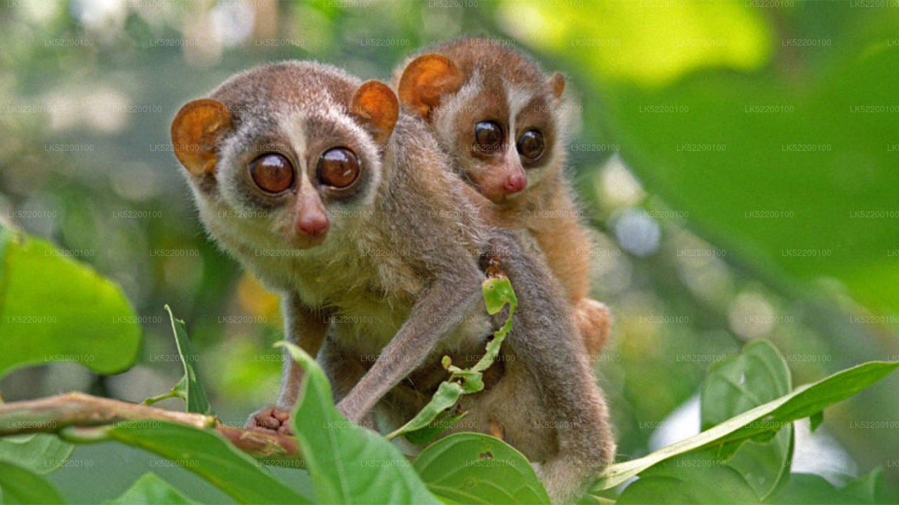 Loris tittar på från Sigiriya