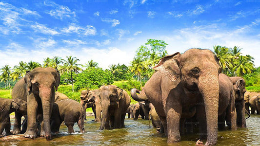 A group of elephants in Udawalawe National Park, Sri Lanka, with a clear blue sky and palm trees in the background.