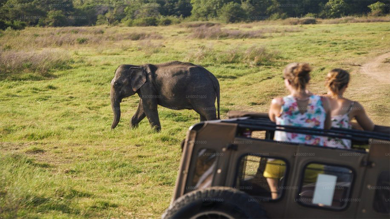 Udawalawe National Park Safari från kosgoda