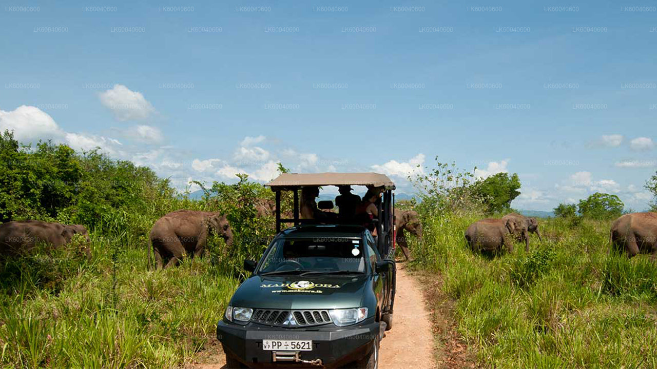 Udawalawe nationalparksafari från Galle