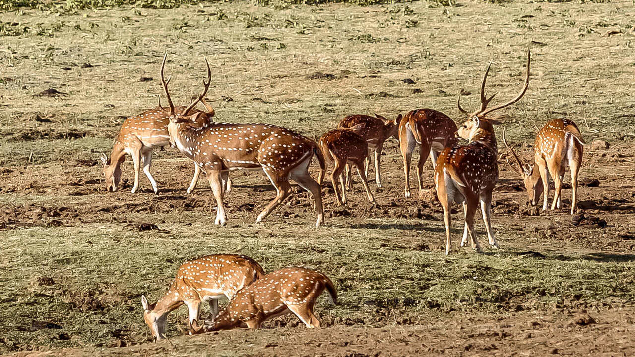 Udawalawe National Park Safari från kosgoda