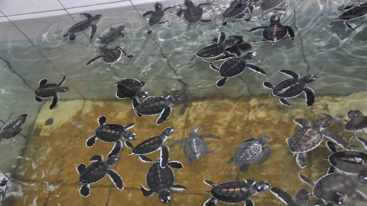 Kusttur till Galle från Beruwala