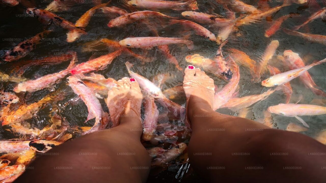 Bentota City Tour och Galle från Beruwala