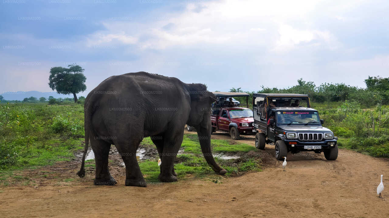 Udawalawe nationalpark Safari från Ella