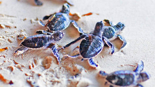 Bentota City Tour från Galle