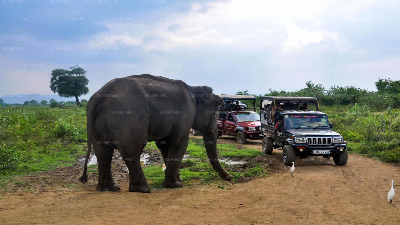 Udawalawe nationalparksafari från Galle