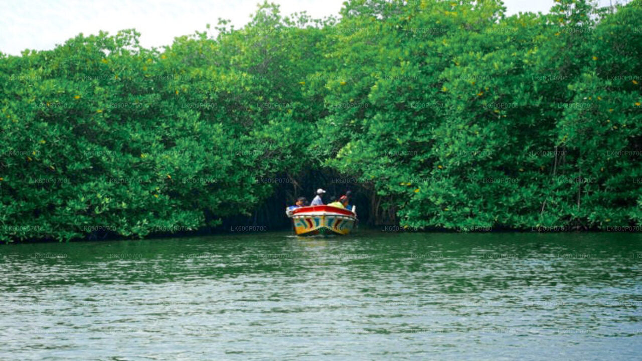 Tur till forntida holländskt fort och flodsafari från Galle