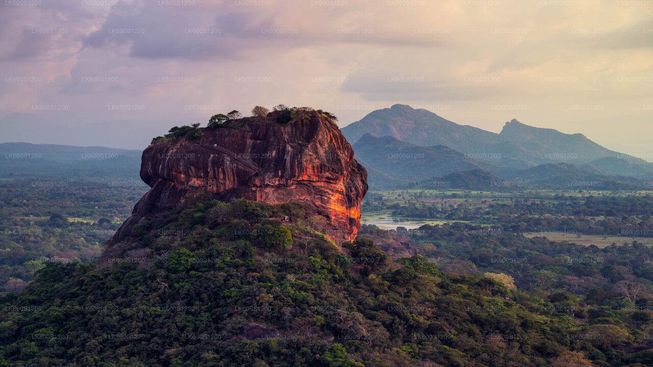 Sigiriya Rock och Wild Elephant Safari från Habarana
