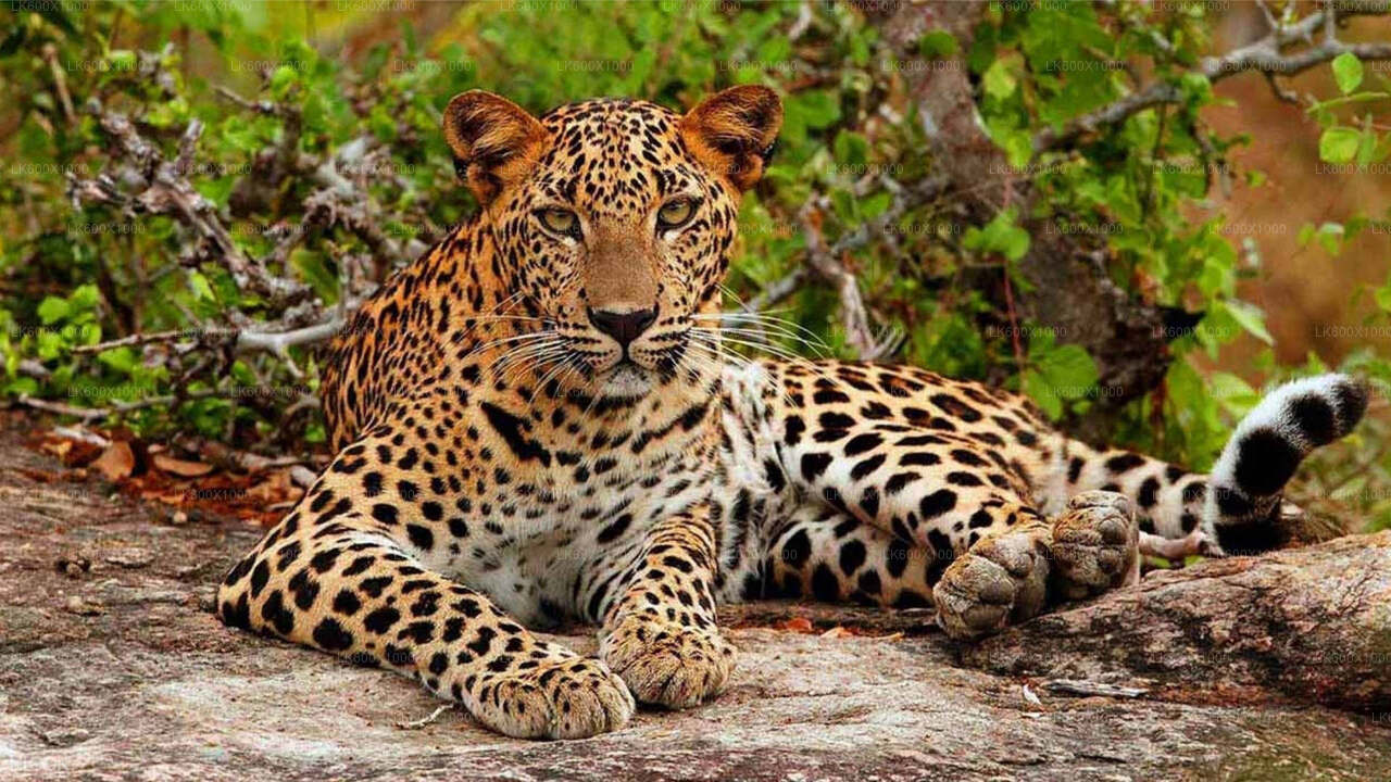 Yala National Park Safari från Hikkaduwa