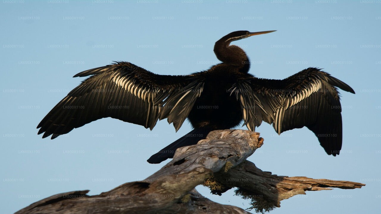 Bundala National Park Safari från Hikkaduwa