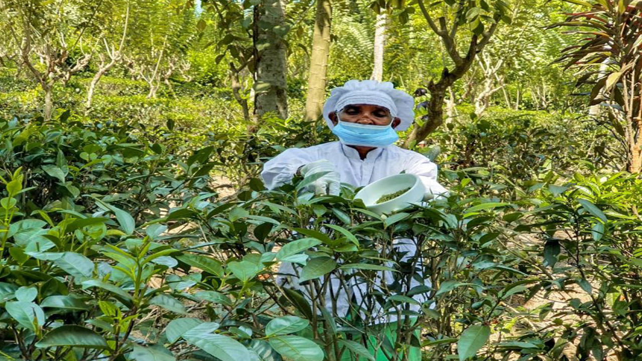 Balapitiya, Handunugoda och Galle från Bentota