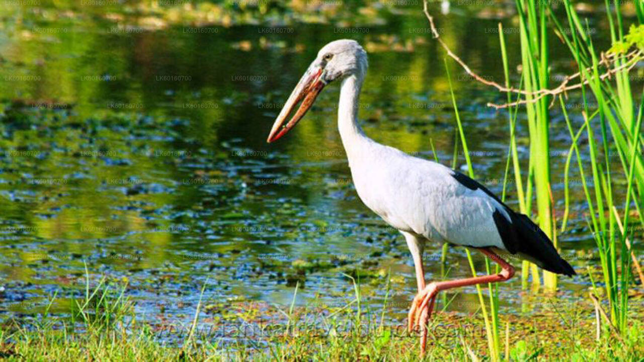 Udawalawe National Park Safari från Kalutara