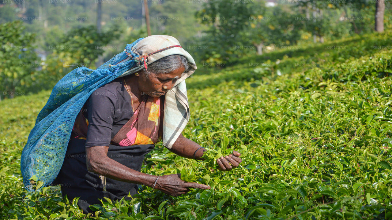 Centrala högländerna Peak Point från Kandy