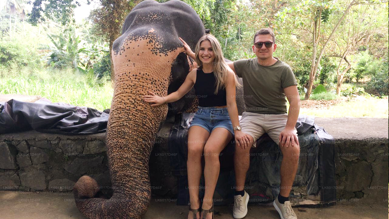 Millennium Elephant Foundation från Colombo