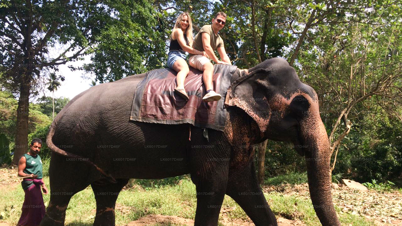 Millennium Elephant Foundation från Colombo