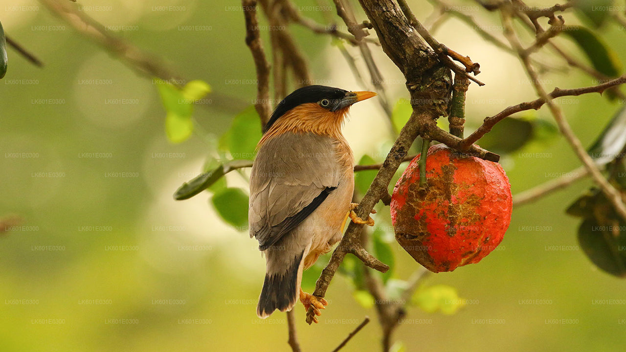 Bundala National Park Safari från Koggala