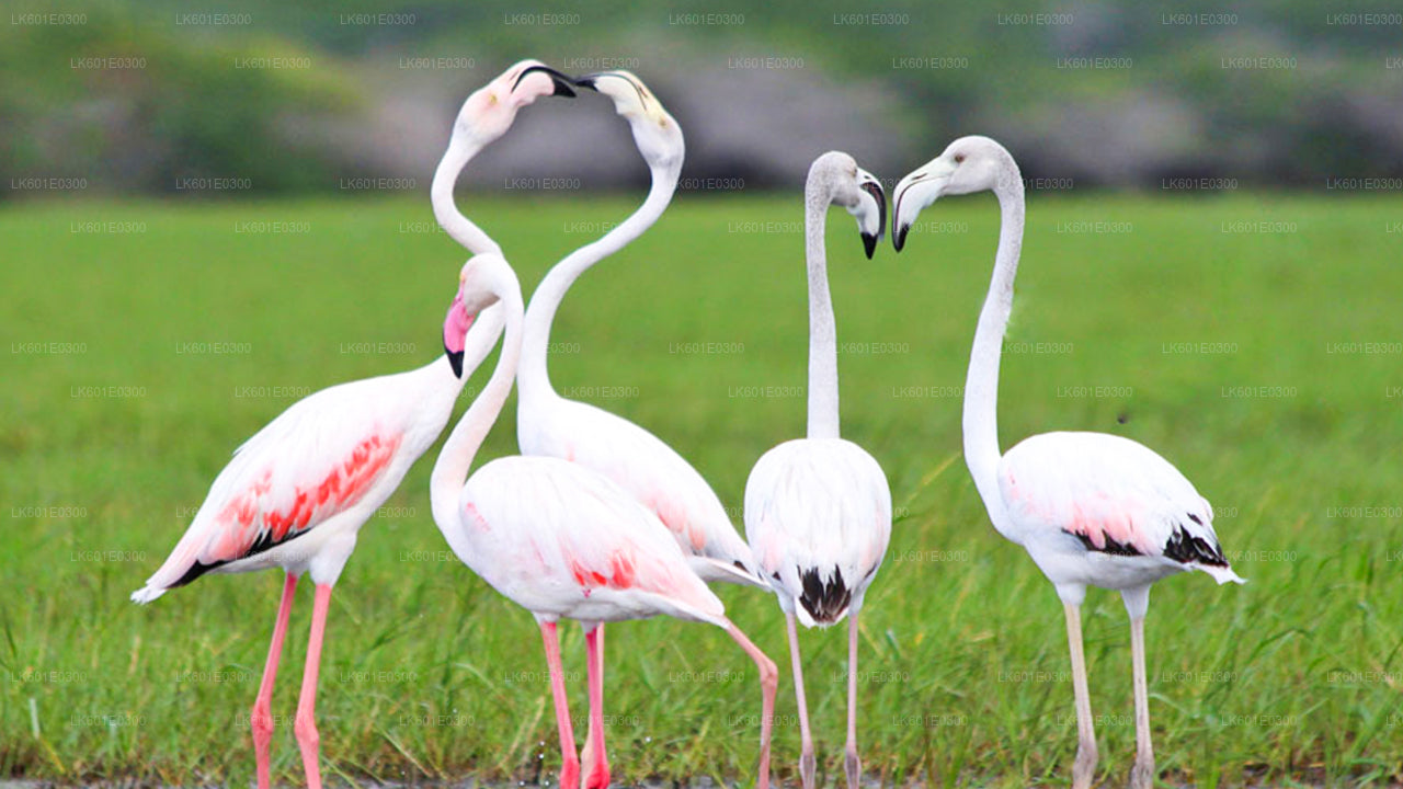 Bundala National Park Safari från Koggala