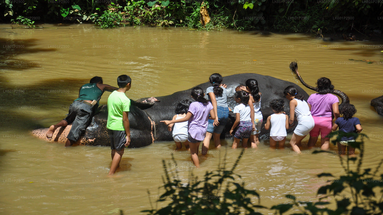 Millennium Elephant Foundation från Negombo