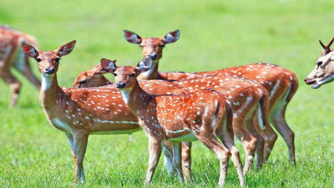 Wasgamuwa National Park Safari från Polonnaruwa