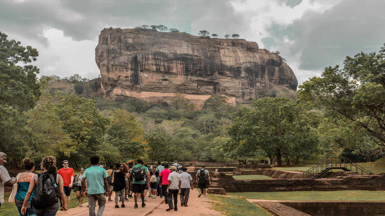 Sigiriya Rock och Wild Elephant Safari från Sigiriya