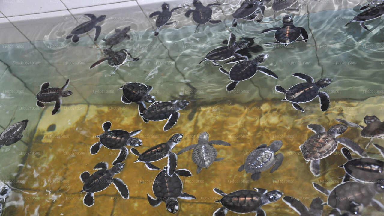 Bentota City Tour från Tangalle