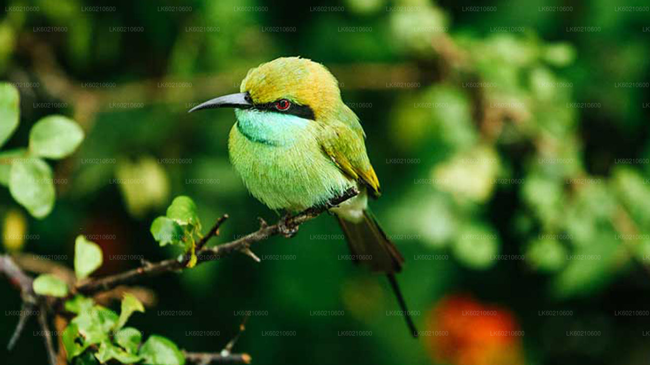 Bundala National Park Safari från Tangalle
