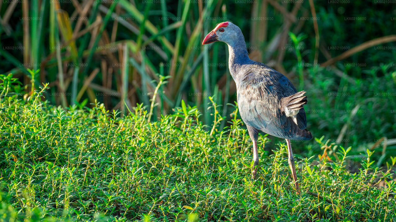 Bundala National Park Safari från Tangalle