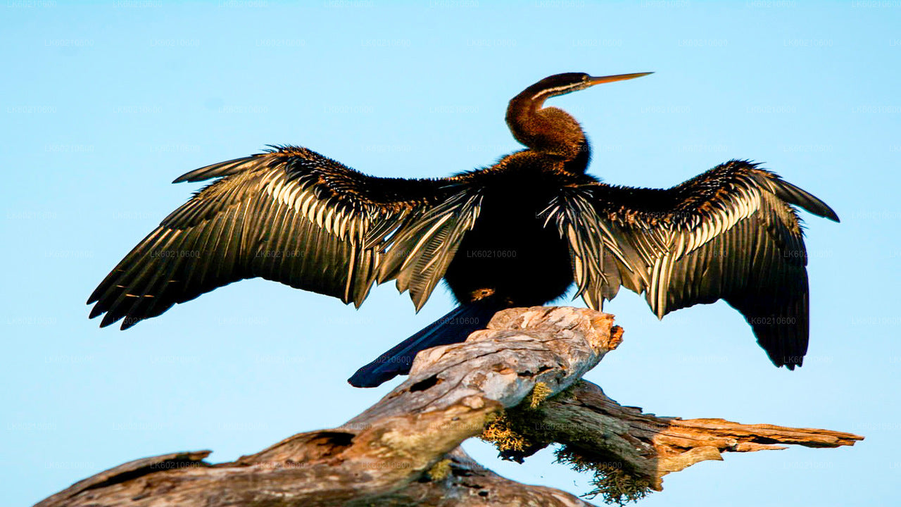 Bundala National Park Safari från Tangalle