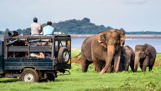 Yala nationalparksafari från Dikwella