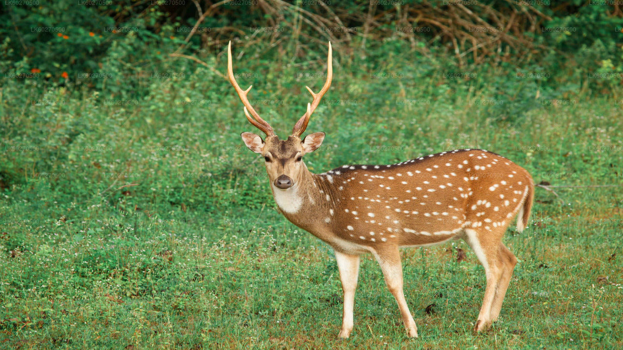 Yala nationalparksafari från Dikwella