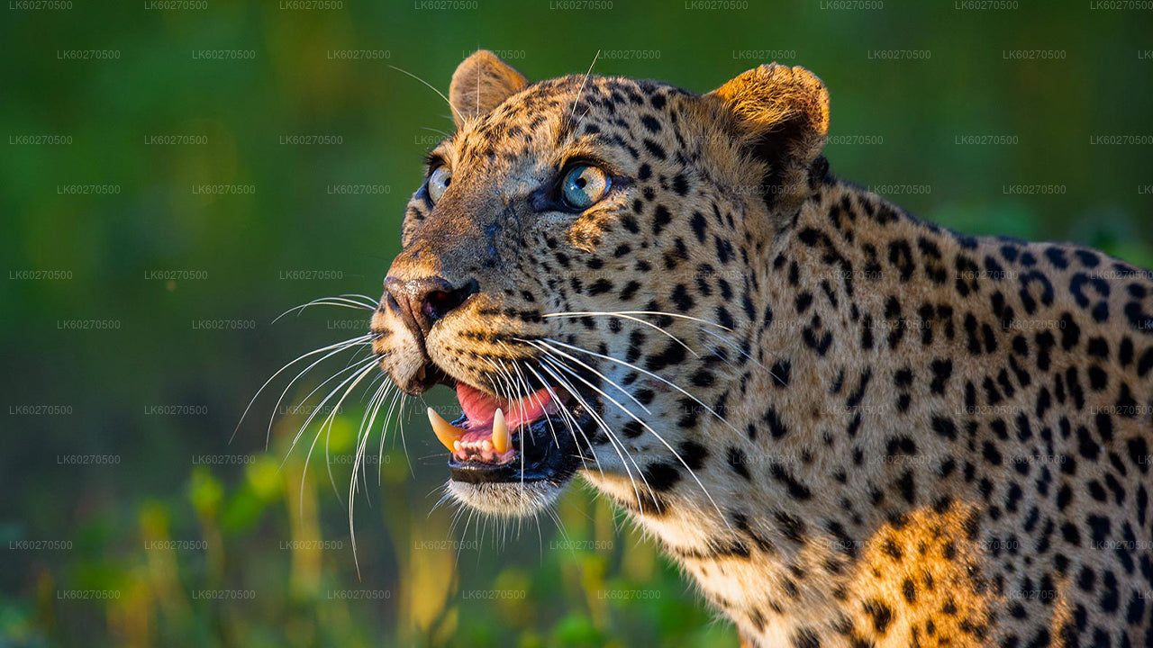 Yala nationalparksafari från Dikwella